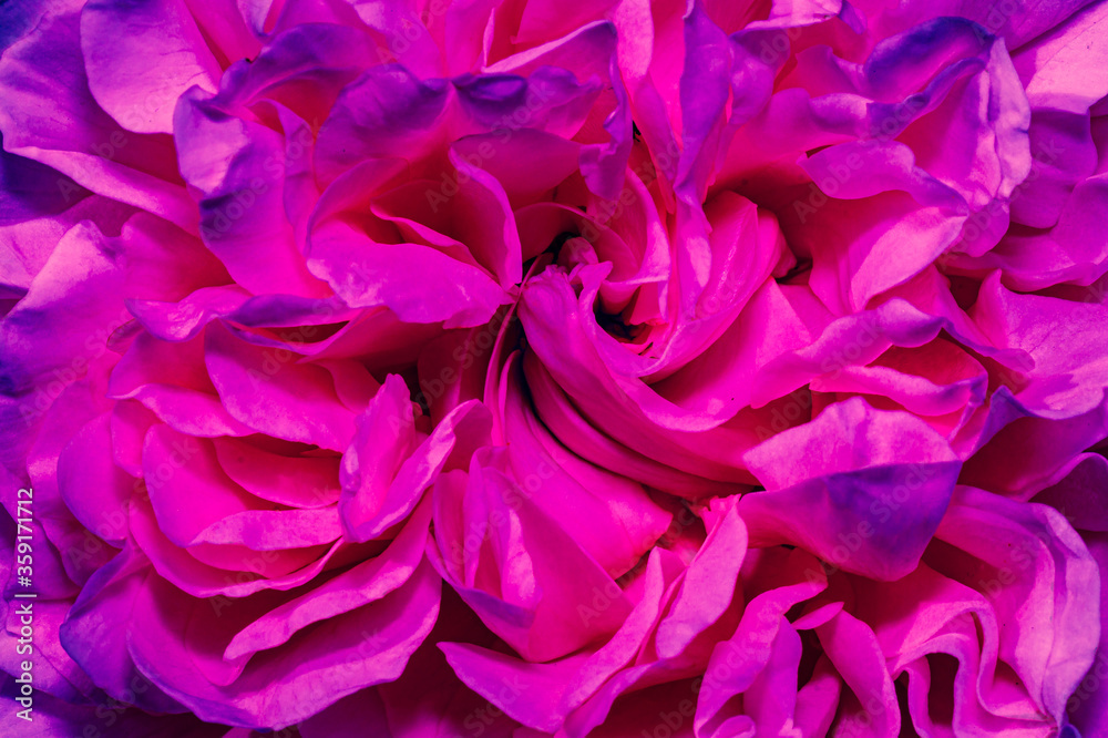 Background selection

Macro picture of a rose blossom with color accents.