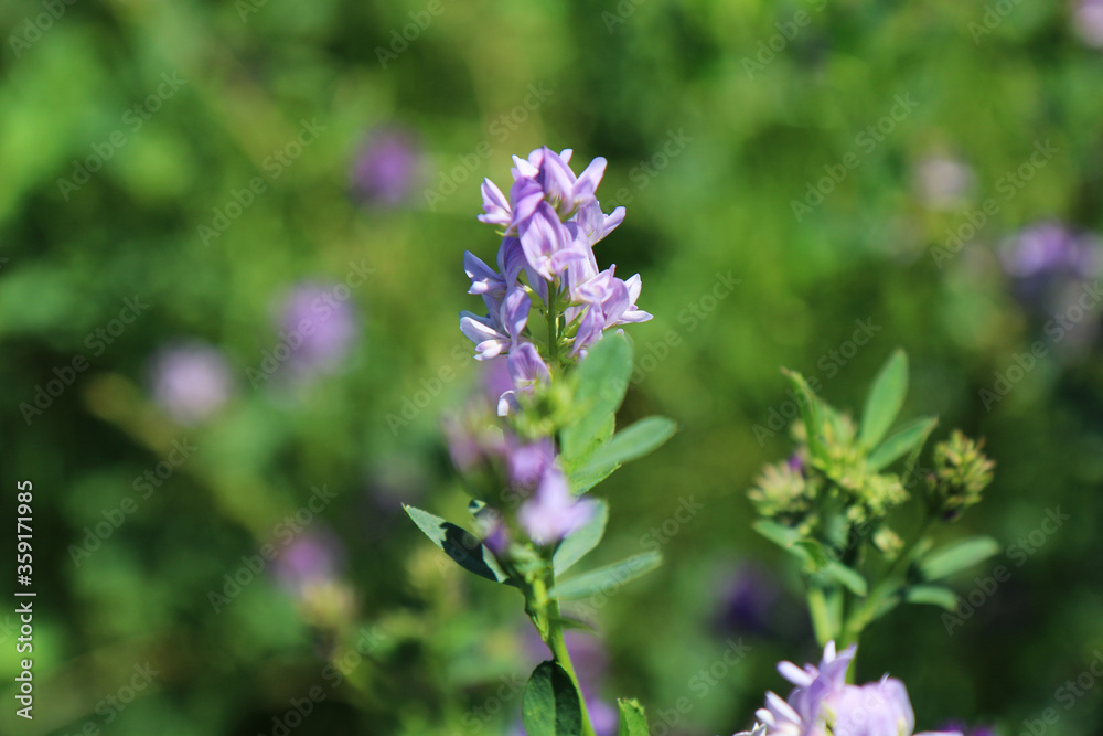 Campo di erba medica (Medicago sativa), primo piano dei fiori dalle diverse tonalità di rosa, indaco, lilla e violetto in una giornata di primavera Campo di erba medica (Medicago sativa), primo piano dei fiori dalle diverse tonalità di rosa, indaco, lilla e violetto in una giornata di primavera