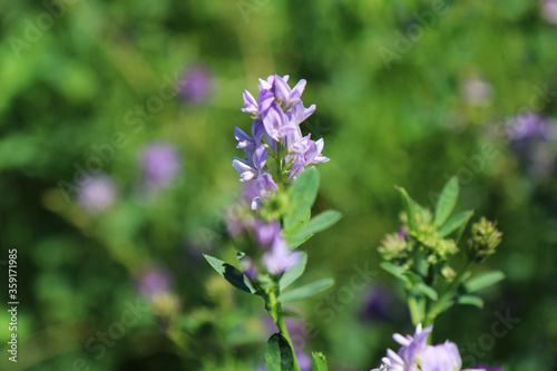 Campo di erba medica  Medicago sativa   primo piano dei fiori dalle diverse tonalit   di rosa  indaco  lilla e violetto in una giornata di primavera