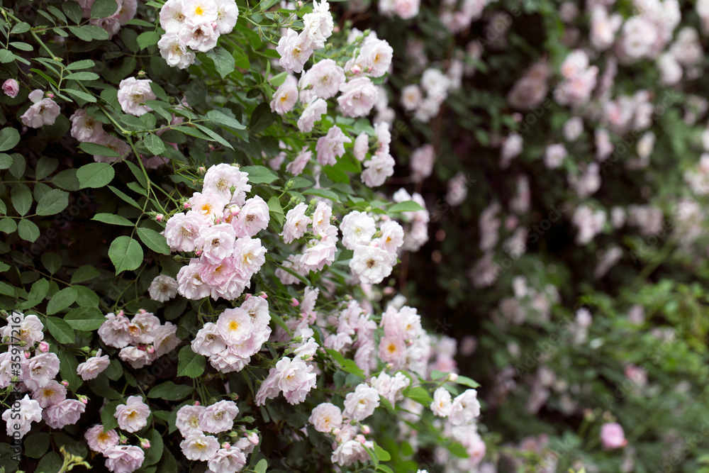 many little pink and white summer roses together with leaves #8 many little pink and white summer roses together with leaves #8