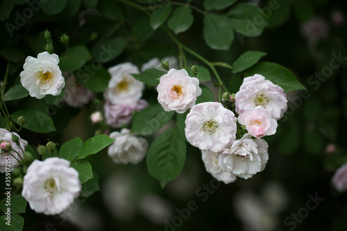 many little pink and white summer roses together with leaves #9