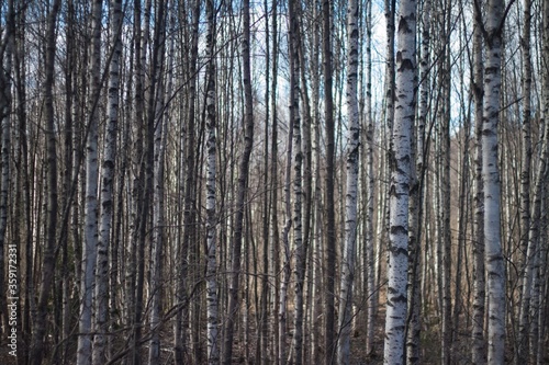 northern birch forest, photo background