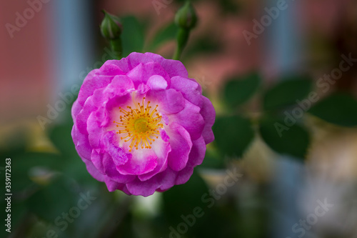little summer rose close up #1 pink purple coloured