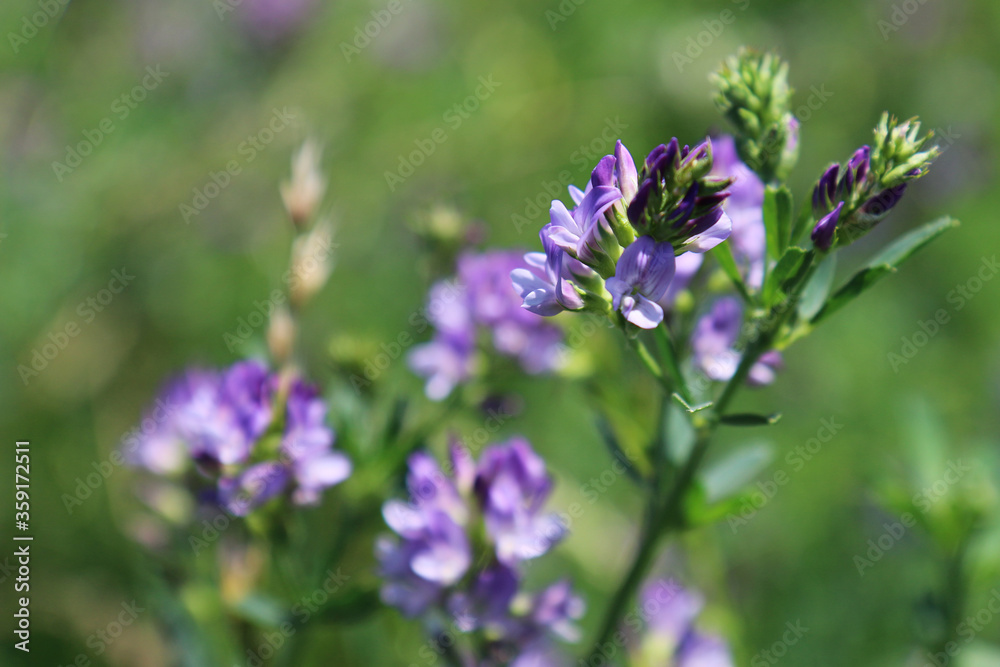 Campo di erba medica (Medicago sativa), primo piano dei fiori dalle diverse tonalità di rosa, indaco, lilla e violetto in una giornata di primavera Campo di erba medica (Medicago sativa), primo piano dei fiori dalle diverse tonalità di rosa, indaco, lilla e violetto in una giornata di primavera