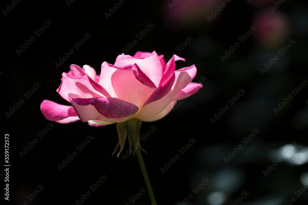 gorgeous rose pink and white coloured with light shining through its petals macro closeup