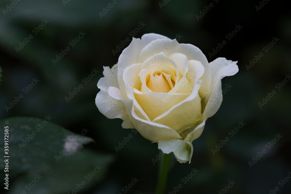 gorgeous white rose blooming close up under macro lense gorgeous white rose blooming close up under macro lense