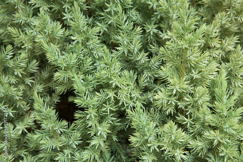 Juniper close-up. Natural pattern and texture. Background.