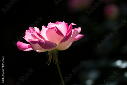 gorgeous rose pink and white coloured with light shining through its petals macro closeup