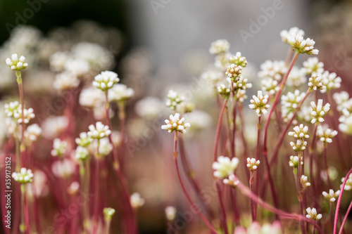 little white wild flowers with red stems under macro lense