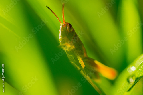 Resting in the meadow

A green grasshopper remains on a blade of grass. photo