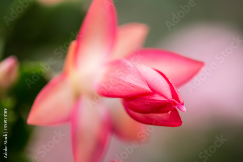 Christmas cactus schlumbergera flower closeup with lovely magenta colour