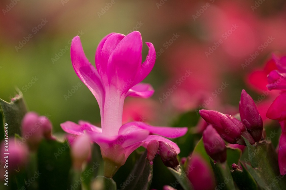 lovely schlumbergera close up with pink and white colour 2 lovely schlumbergera close up with pink and white colour 2