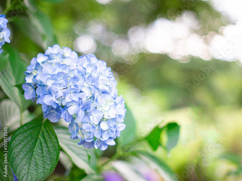 日本のアジサイ。花と葉とボケ。
