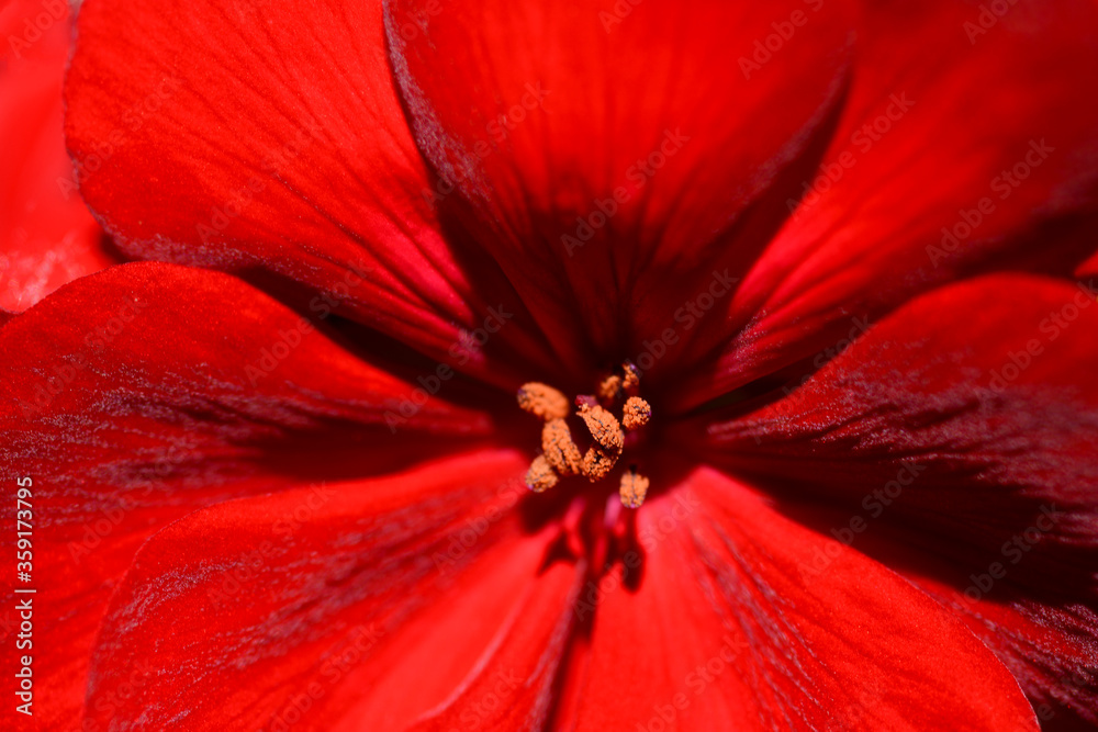 Pestle and petals of red flower, close up Pestle and petals of red flower, close up