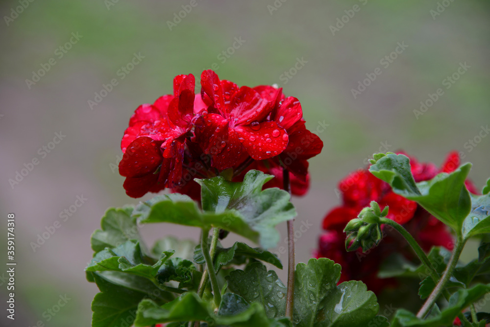 Obraz premium Muscat flower with raindrops, close up