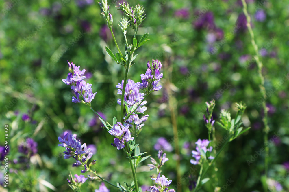 Campo di erba medica (Medicago sativa), primo piano dei fiori dalle diverse tonalità di rosa, indaco, lilla e violetto in una giornata di primavera Campo di erba medica (Medicago sativa), primo piano dei fiori dalle diverse tonalità di rosa, indaco, lilla e violetto in una giornata di primavera
