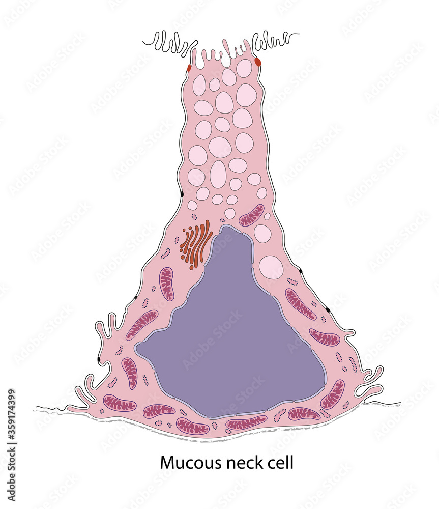 Diagram of gastric mucous neck cell Stock Illustration | Adobe Stock