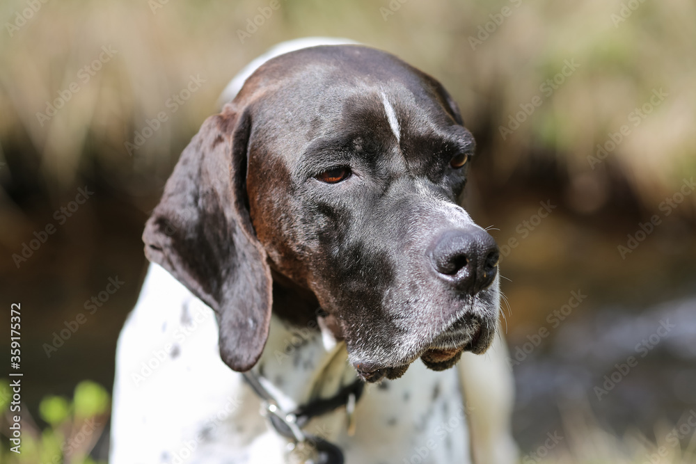 Dog english pointer