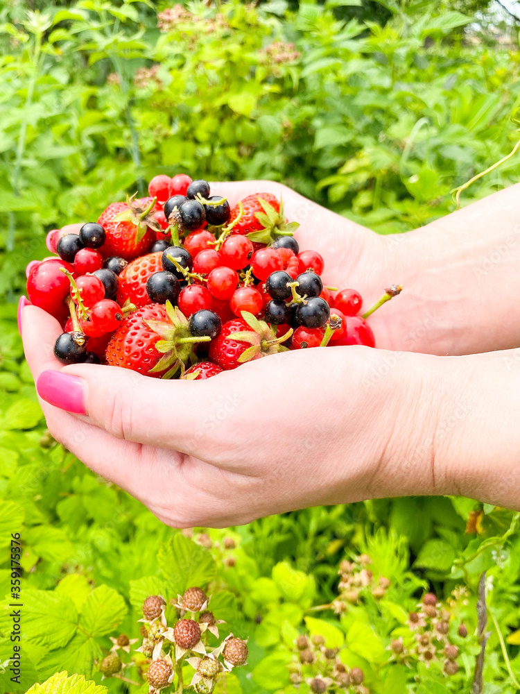 Varicoloured bright berries of currant, strawberry and cherry in the palms of a woman's hands.Defocus light background. Concept of proper healthy nutrition, agriculture. Varicoloured bright berries of currant, strawberry and cherry in the palms of a woman's hands.Defocus light background. Concept of proper healthy nutrition, agriculture.