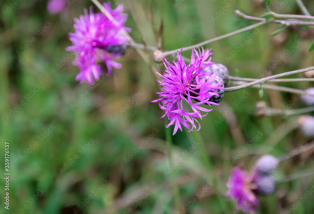 Purple Carduus flower on a background of green leaves Purple Carduus flower on a background of green leaves