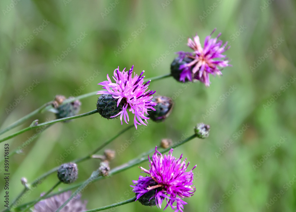 Purple Carduus flower on a background of green leaves Purple Carduus flower on a background of green leaves