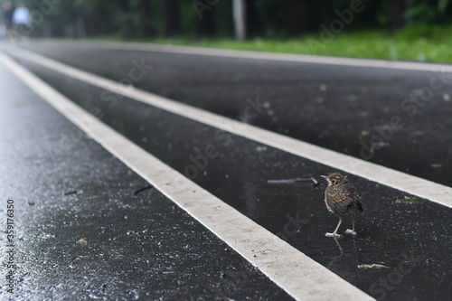 chick crosses the road