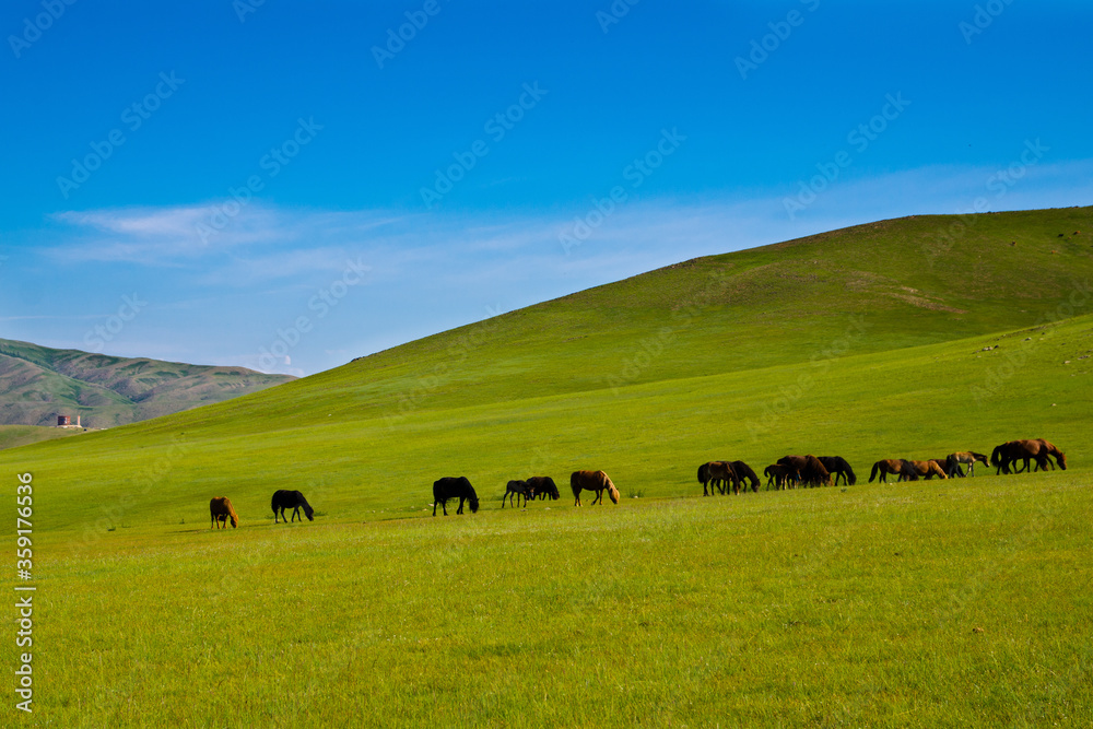 Herd of wild horses feeding on grass on beautiful lush green mongolian meadows, Mongolia Herd of wild horses feeding on grass on beautiful lush green mongolian meadows, Mongolia