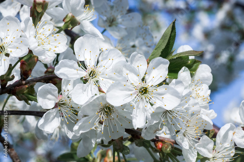 Branches of blossoming apricot macro with soft focus on gentle light blue sky background. For easter and spring greeting cards with beautiful floral spring abstract background of nature