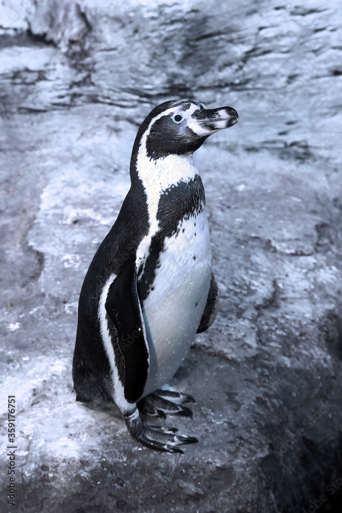 Naklejka premium Humboldt penguin (Spheniscus humboldti) standing on rocks
