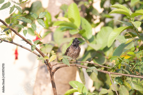 Red vented bulbul bird sitting on a plant branch
