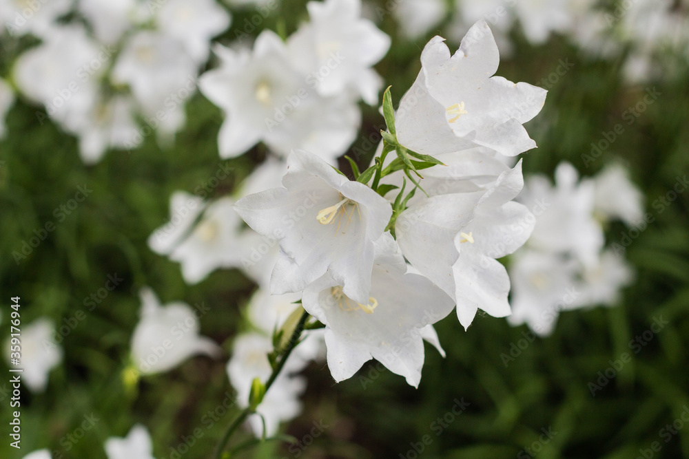 Campanula carpatica, beautiful white bell flowers Campanula carpatica, beautiful white bell flowers