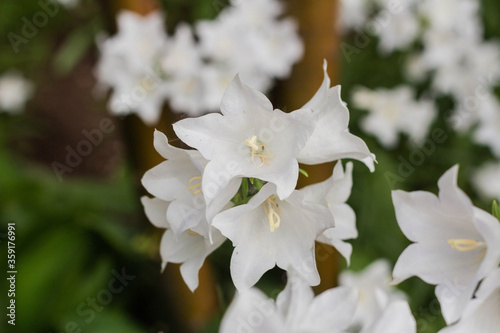 Beautiful delicate white bell flowers photo