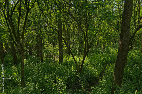 Fototapeta Naklejka Na Ścianę i Meble -  Lush green spring forest in the flemish countryside, Vinderhoute, Belgium 