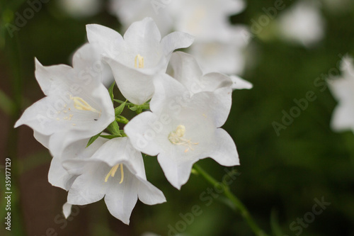 Beautiful delicate white bell flowers