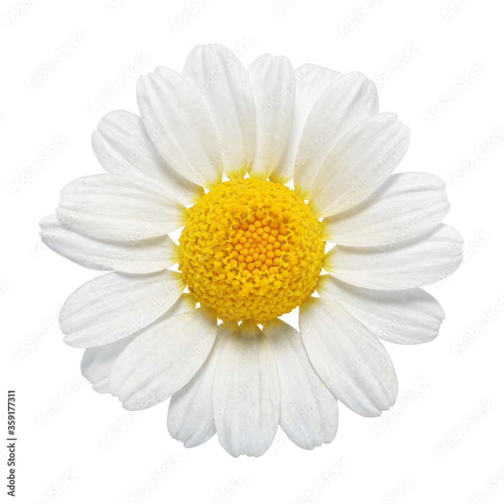 Chamomile flower isolated on white background.