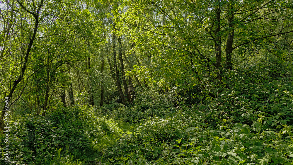 Dense young spring forest in the flemish countryside, Vinderhoute, Belgium Dense young spring forest in the flemish countryside, Vinderhoute, Belgium