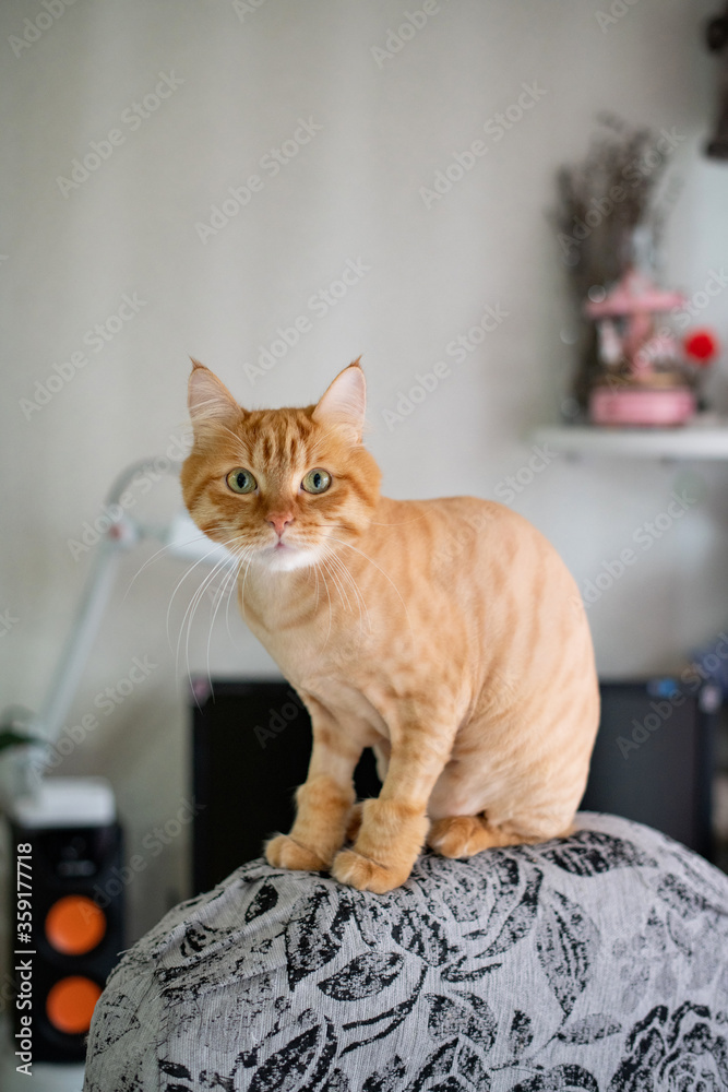 Short hair cat haircut sale