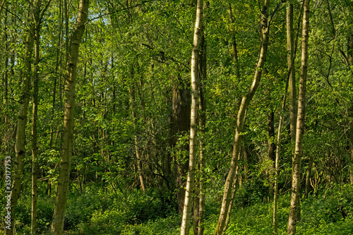 Fototapeta Naklejka Na Ścianę i Meble -  Dense young spring forest in the flemish countryside, Vinderhoute, Belgium 