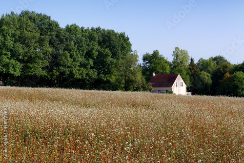 Buckwheat field in the Hill of the Grand Morin valley