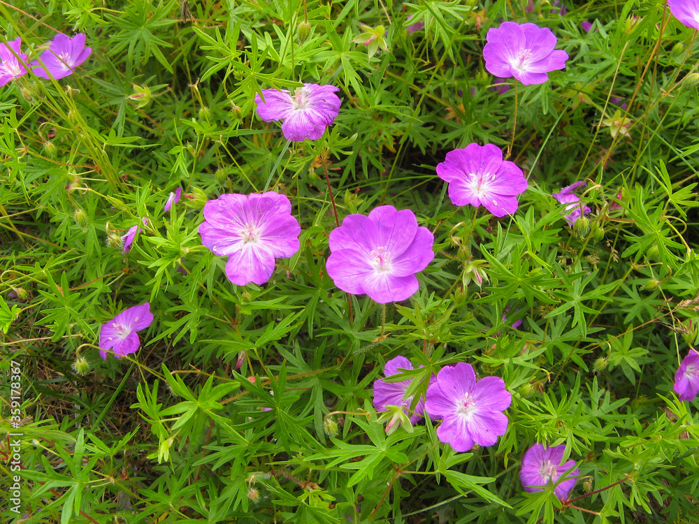 Beautiful wild flowers on a summer meadow on a Sunny day Beautiful wild flowers on a summer meadow on a Sunny day