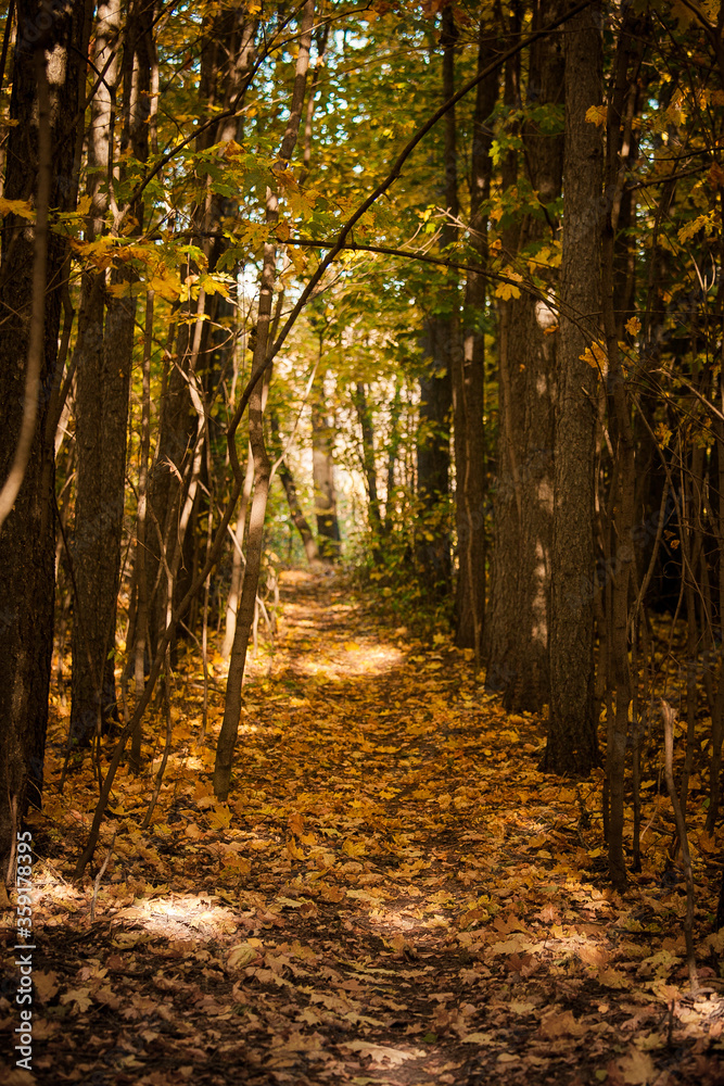 Obraz premium golden autumn forest, road in the forest