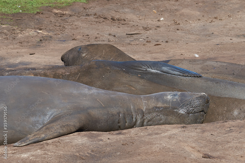 Fototapeta premium Southern Elephant Seals (Mirounga leonina) wallowing in a muddy stream on Carcass Island in the Falkland Islands.