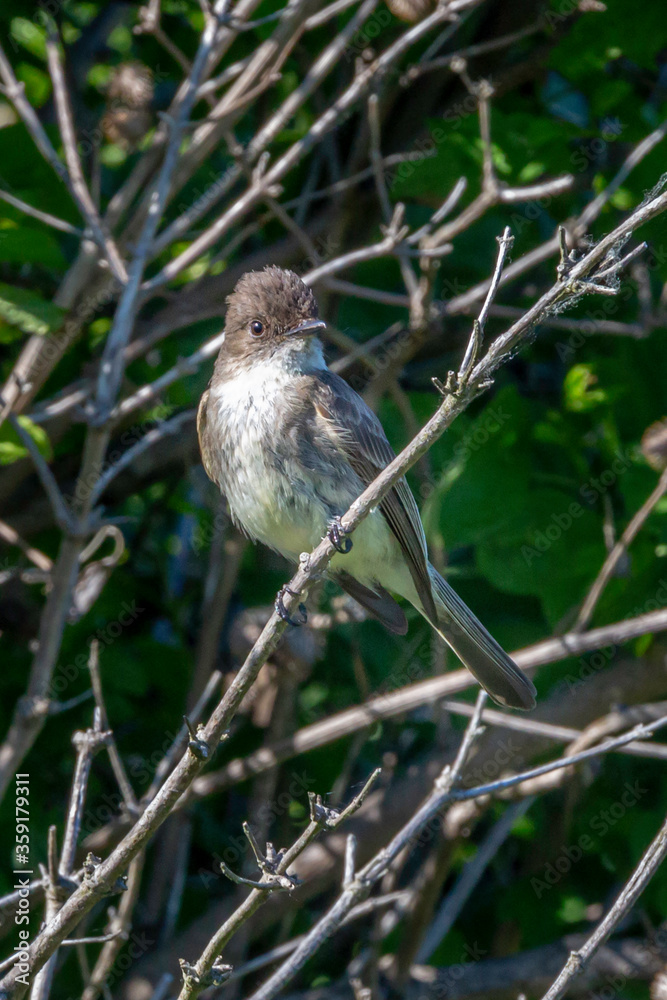 Obraz premium Interesting little Phoebe