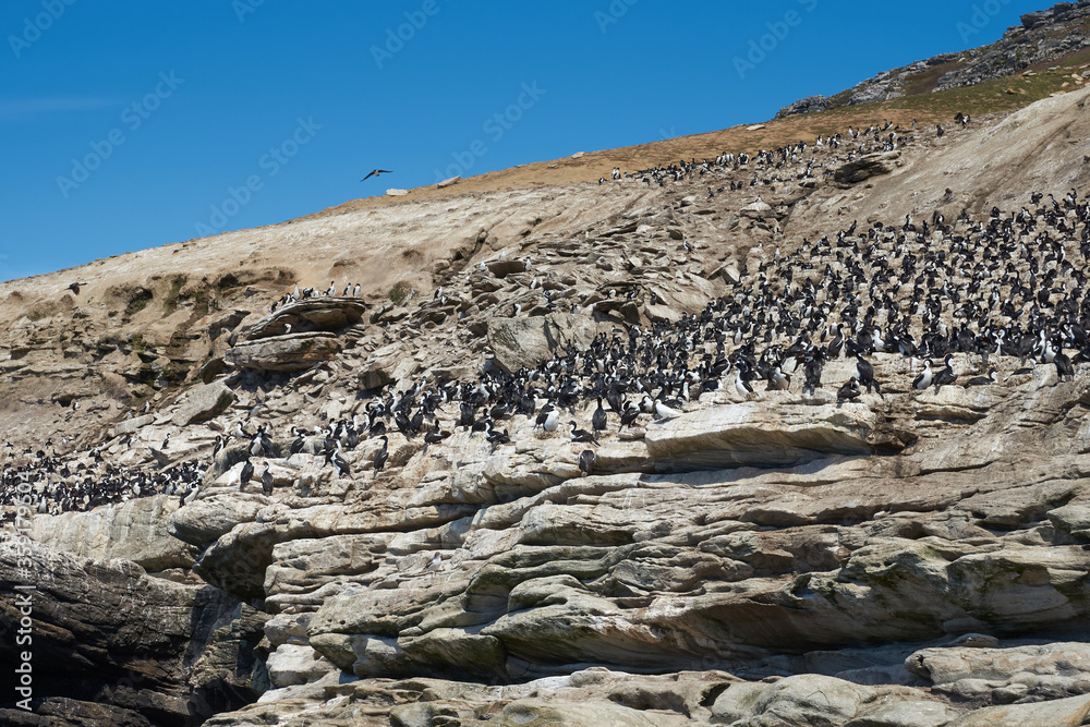 Large breeding colony of Imperial Shag (Phalacrocorax atriceps albiventer) on the coast of Carcass Island in the Falkland Islands.
