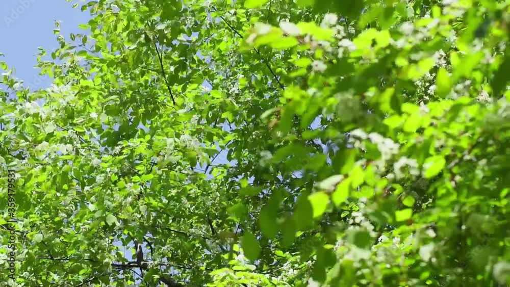 Tree's branches with fresh green leaves in breeze. Lookup view in summer forest. Tree's branches with fresh green leaves in breeze. Lookup view in summer forest.