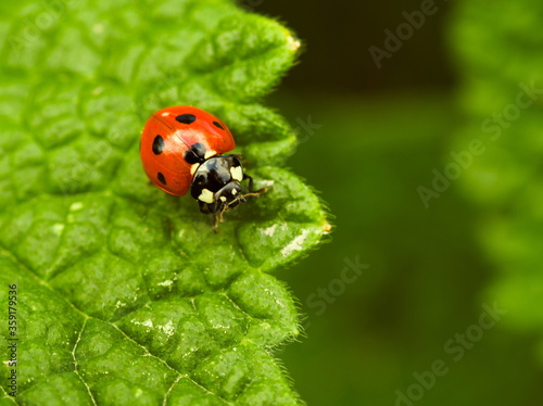 Ladybug on a green leaf © Maciek