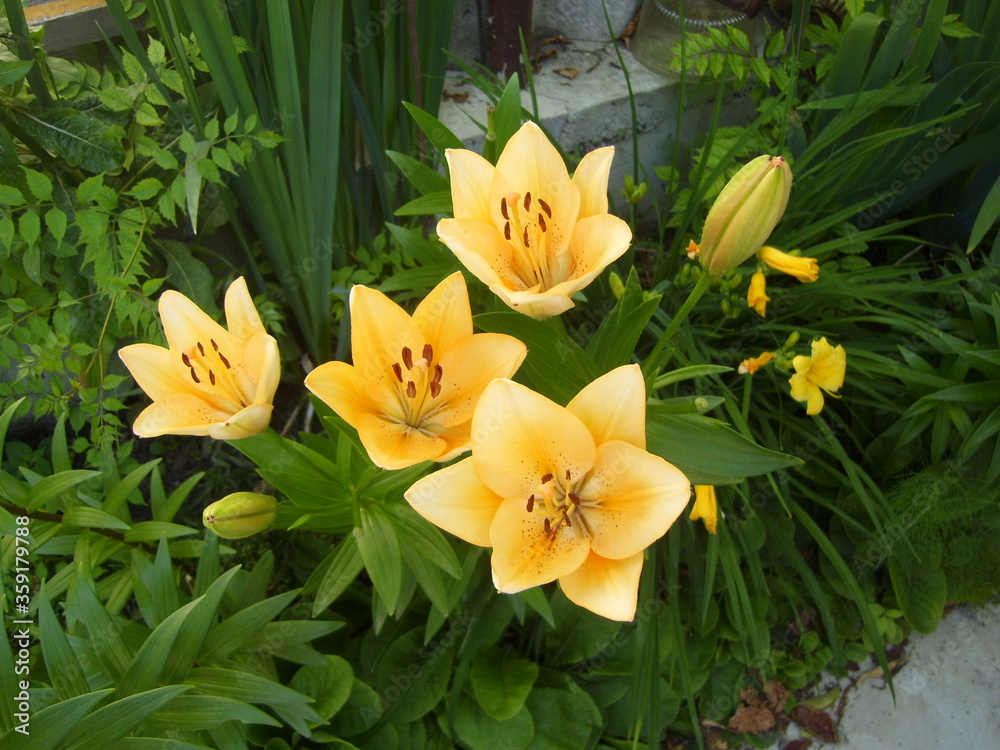 yellow tulips in garden yellow tulips in garden