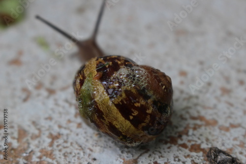 escargot photo