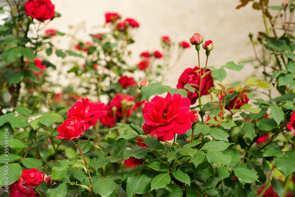Blooming red rose bushes with grunge background