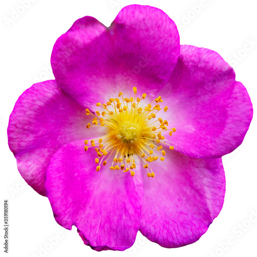 big pink flower isolated on white background